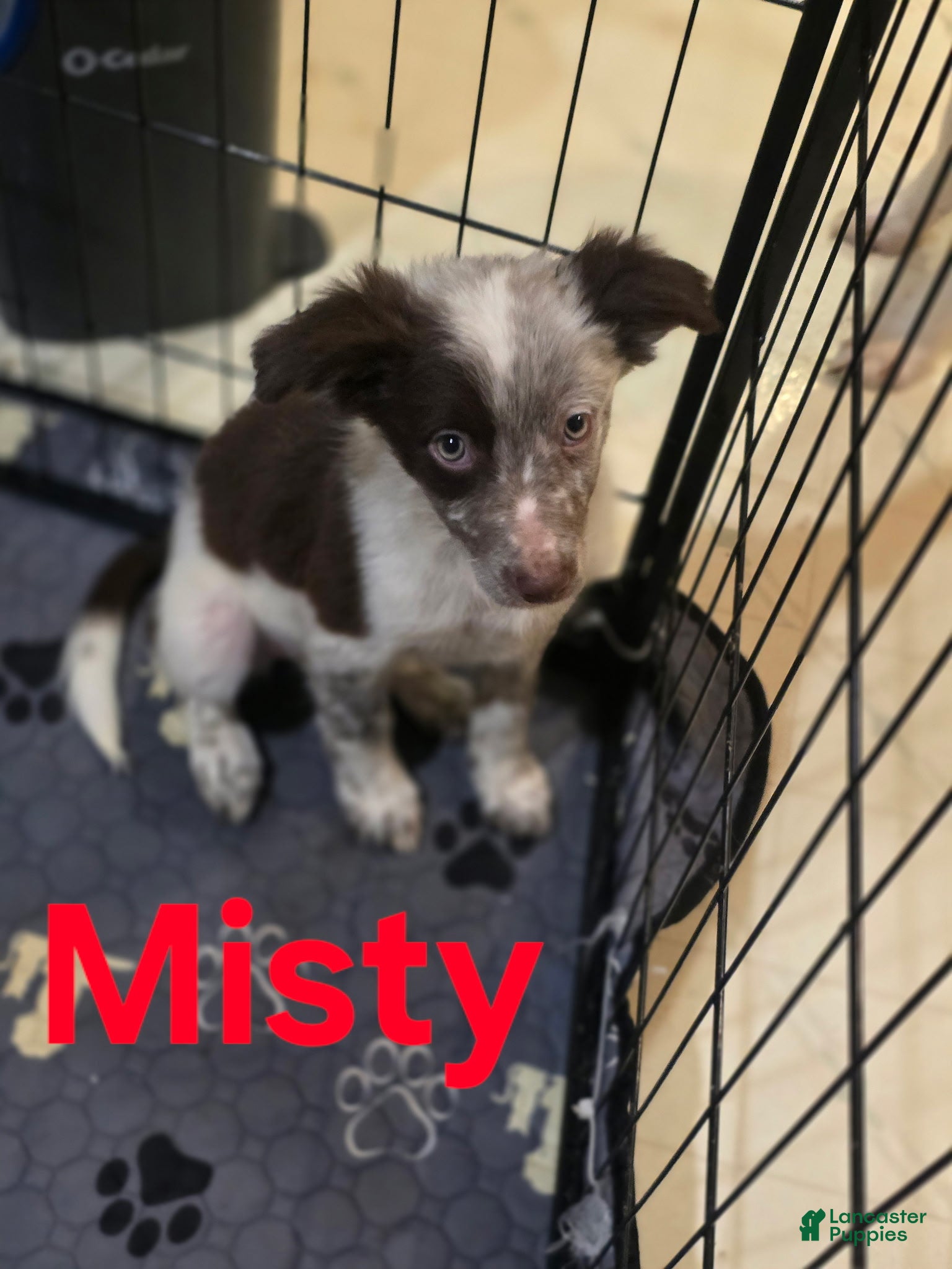 Border Collie dogs Misty - Ad 35