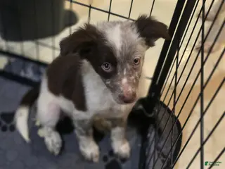 Border Collie dogs Misty - Ad 35