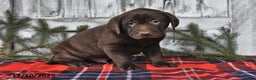 Labrador Retriever dogs for sale: Oliver - Ad 3