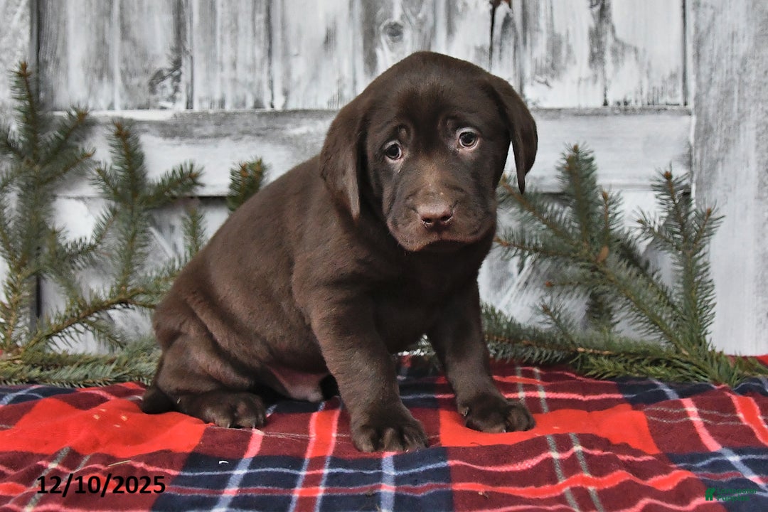 Labrador Retriever dogs for sale: Oliver - Ad 3