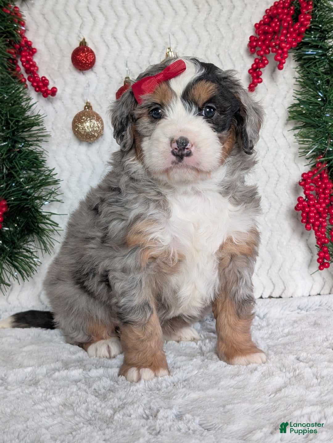 Mini Bernedoodle dogs for sale: Mini River - Ad 18