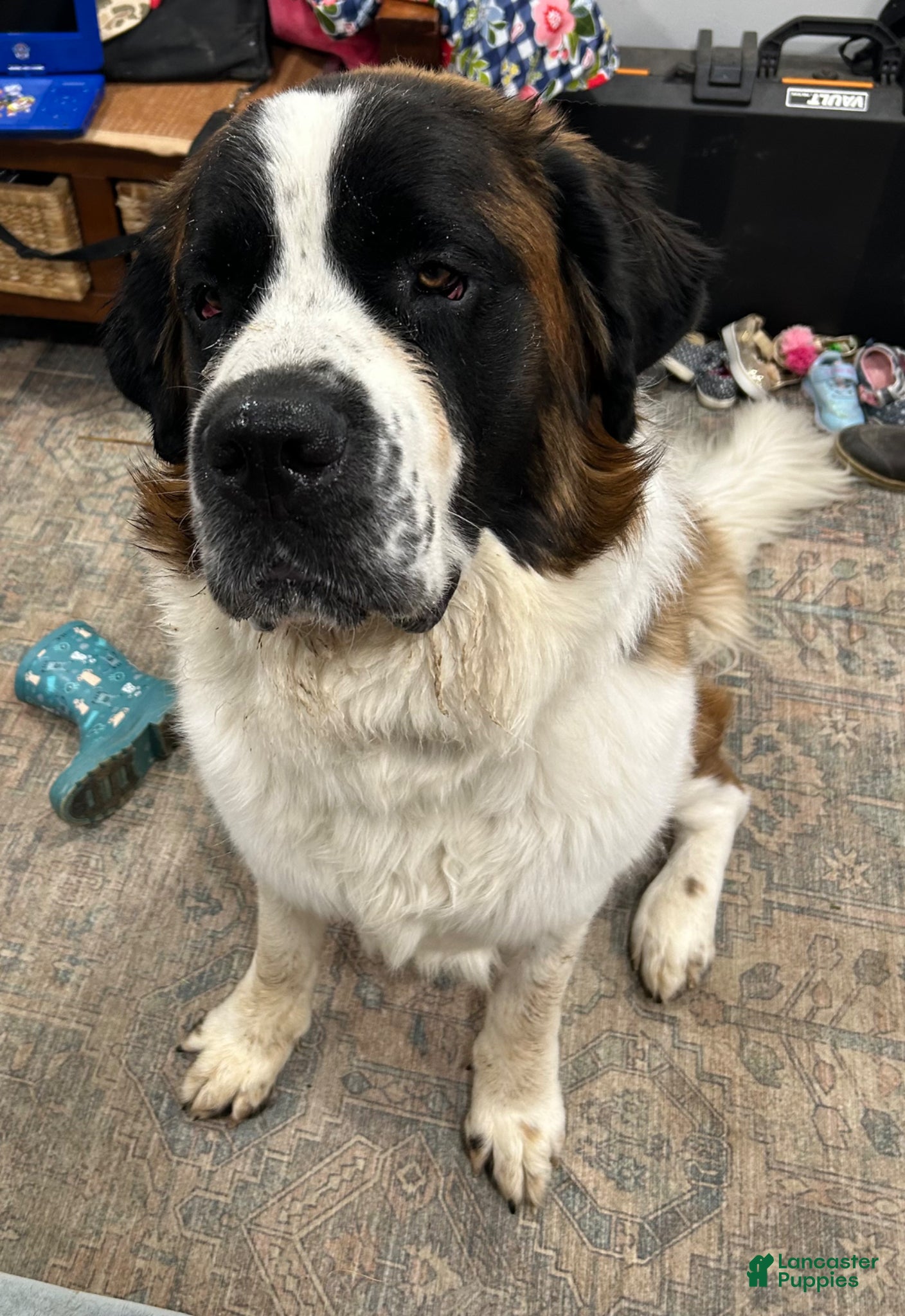 Saint Bernard dogs Saint Bernard  - Ad 1