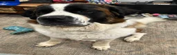 Saint Bernard dogs for sale: Saint Bernard  - Ad 1