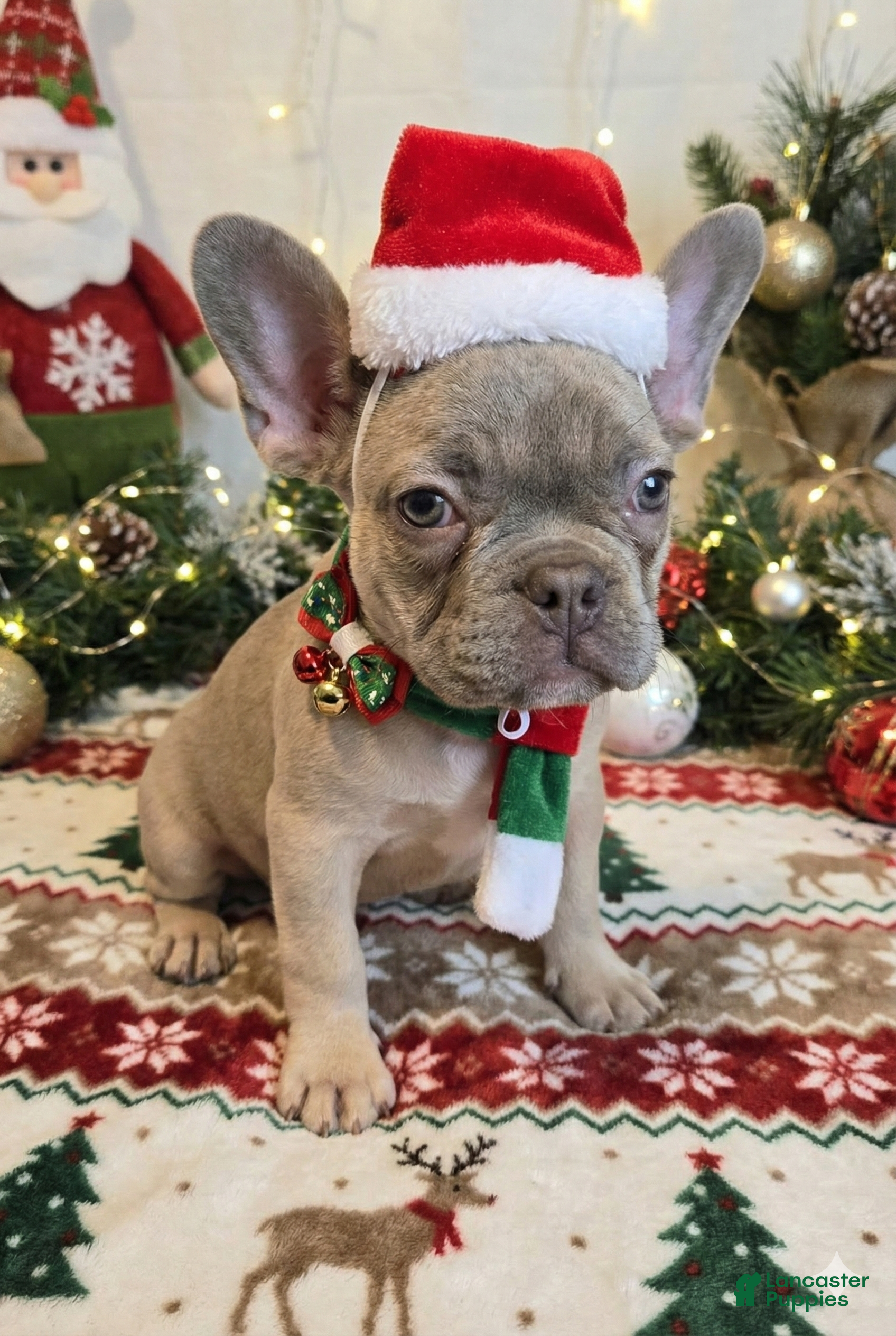French Bulldog dogs Bella - Ad 4