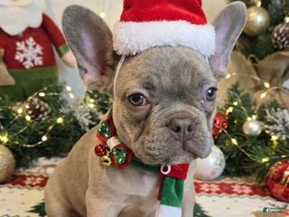 French Bulldog dogs Bella - Ad 6