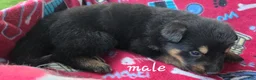 German Shepherd dogs for sale: German Shepherd 1 - Ad 3