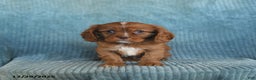 Cavalier King Charles Spaniel dogs for sale: Champ   - Ad 5