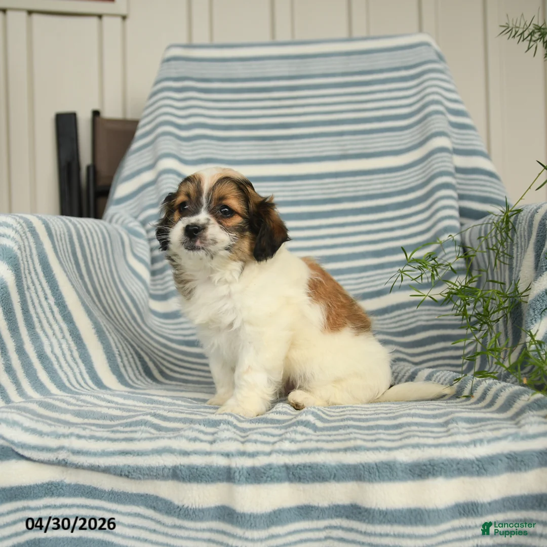 Shihpoo dogs for sale: Snickers - Ad 3