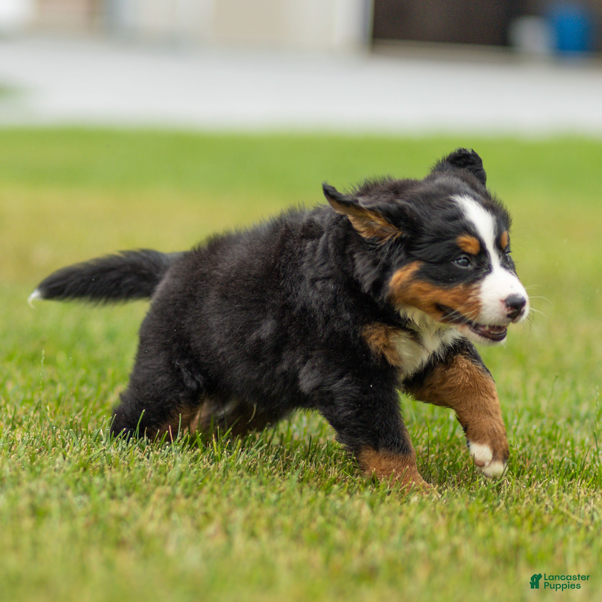 Bernese Mountain Dog dogs Bryan Bernese Mountain Dog  - Ad 2
