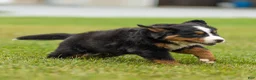 Bernese Mountain Dog dogs for sale: Bryan Bernese Mountain Dog  - Ad 2