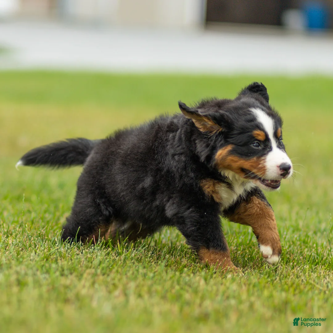 Bernese Mountain Dog dogs for sale: Bryan Bernese Mountain Dog  - Ad 2