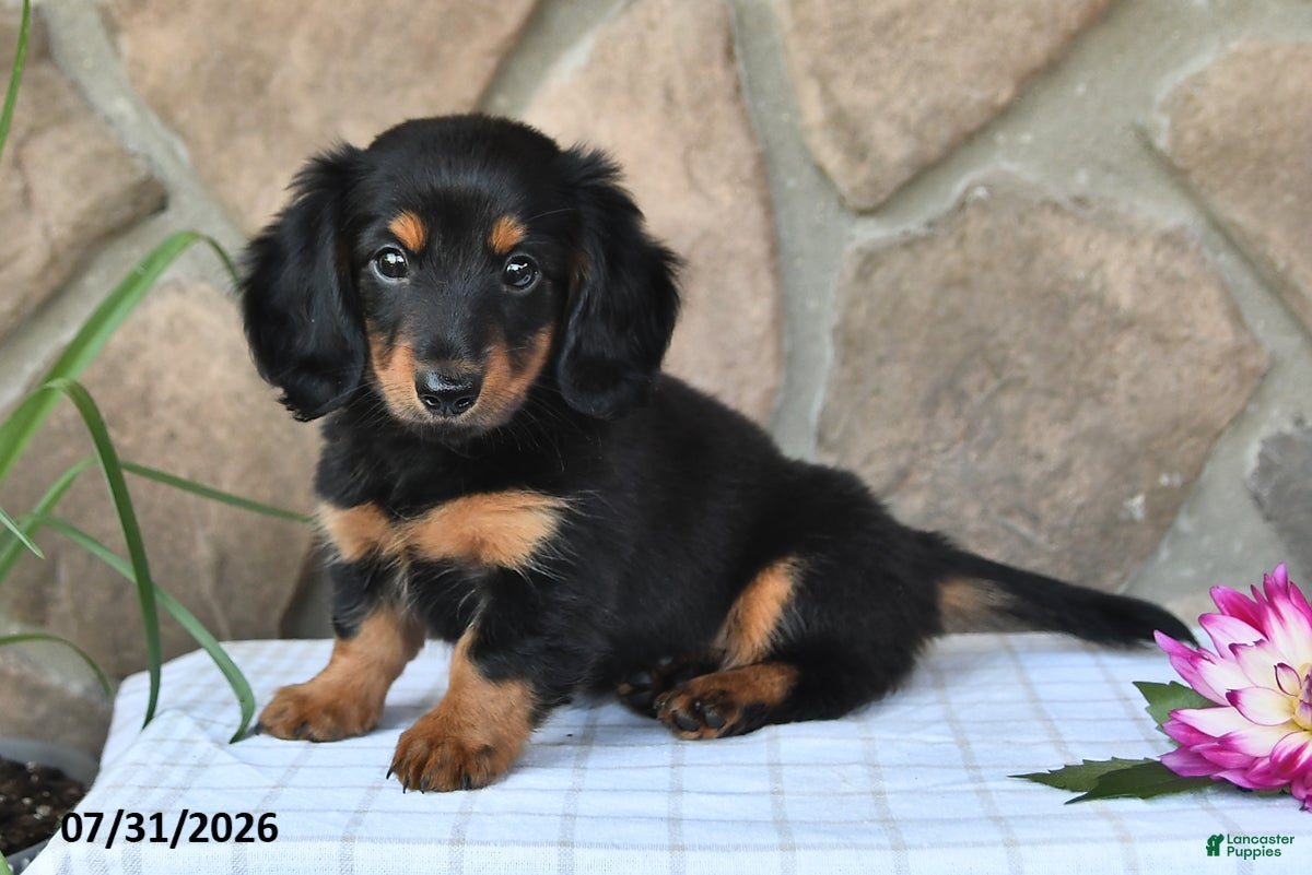 Miniature Dachshund dogs Rodney - Ad 2