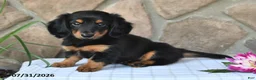 Miniature Dachshund dogs for sale: Rodney - Ad 2