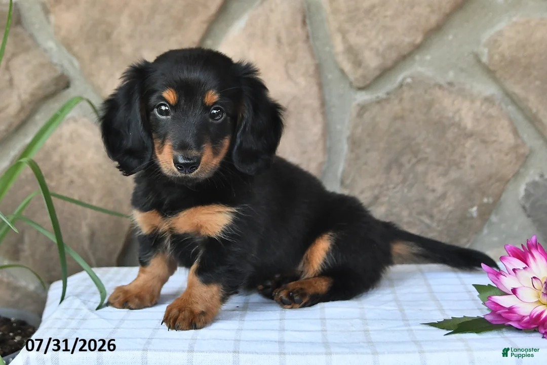 Miniature Dachshund dogs for sale: Rodney - Ad 2