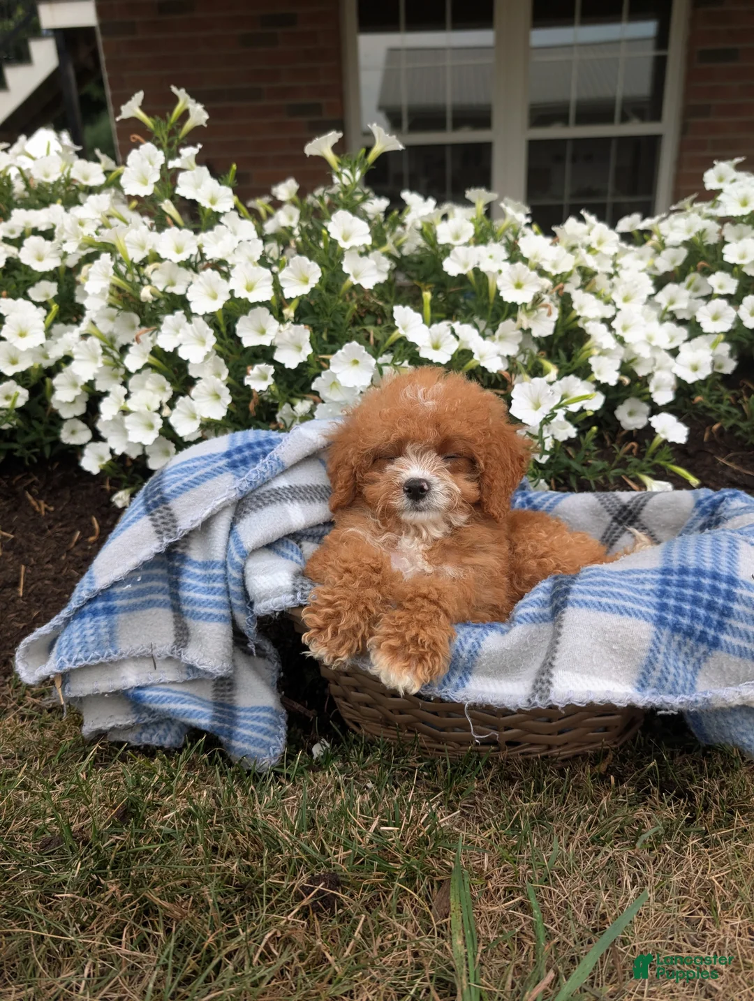 Cavapoo dogs for sale: Scotty  - Ad 2
