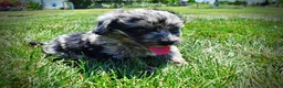 Havapoo dogs for sale: Indy - Ad 14