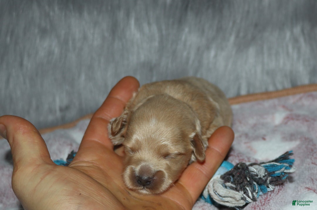 Havapoo dogs for sale: Chase 👨‍👨‍👦‍👦💞🐕 - Ad 15