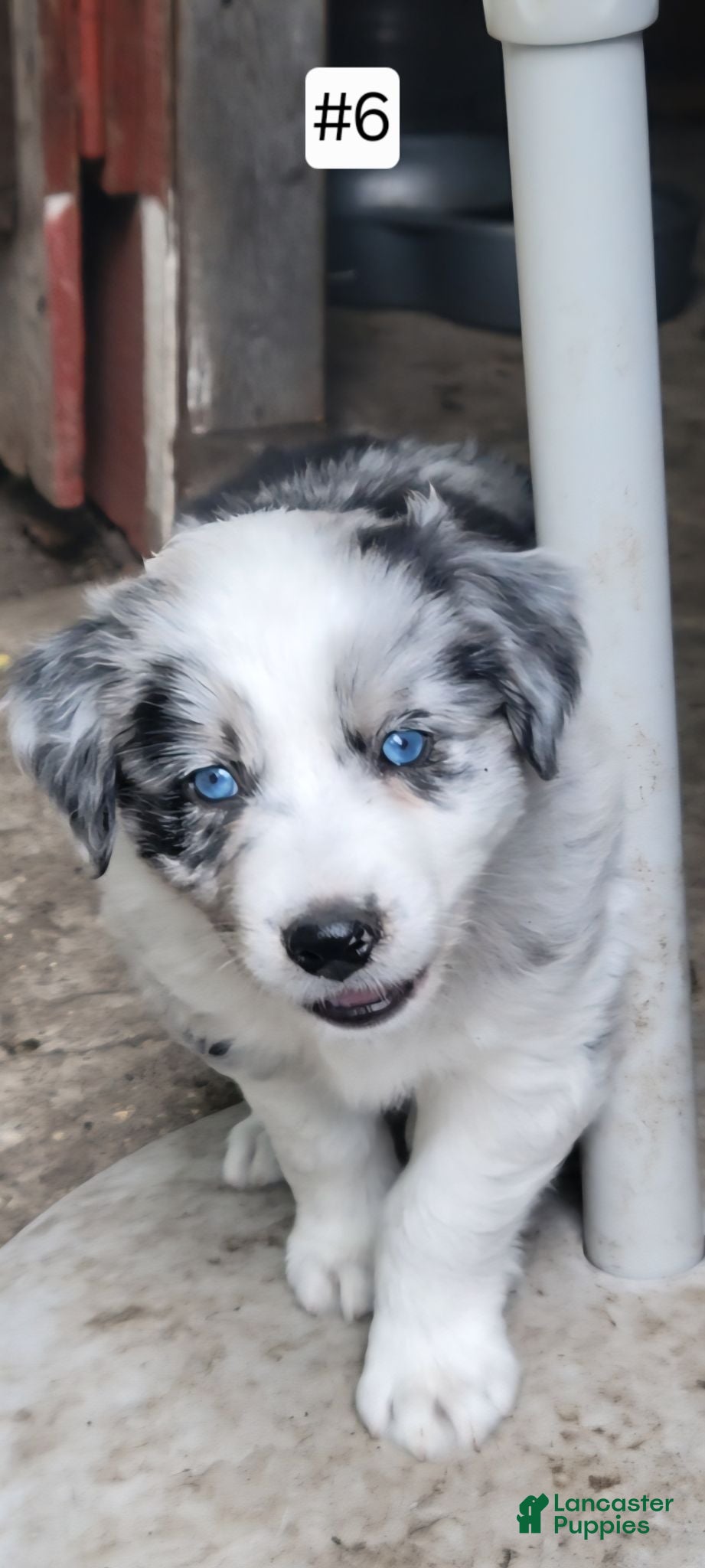 Australian Shepherd dogs Australian Shepherd 6 - Ad 1
