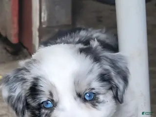Australian Shepherd dogs for sale: Australian Shepherd 6 - Ad 3