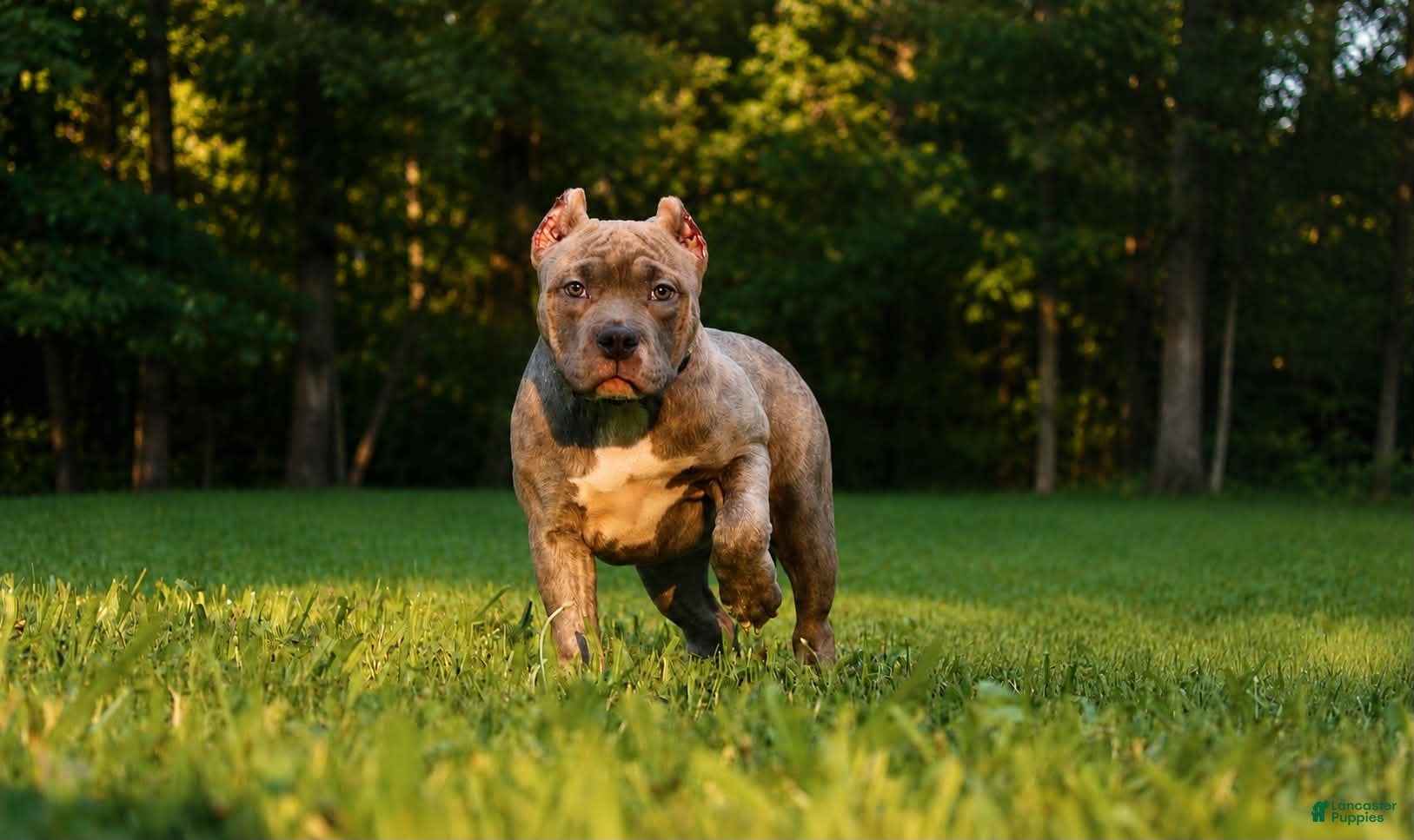 American Bully dogs Silvia  - Ad 1