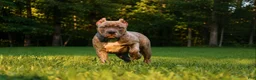American Bully dogs for sale: Silvia  - Ad 1