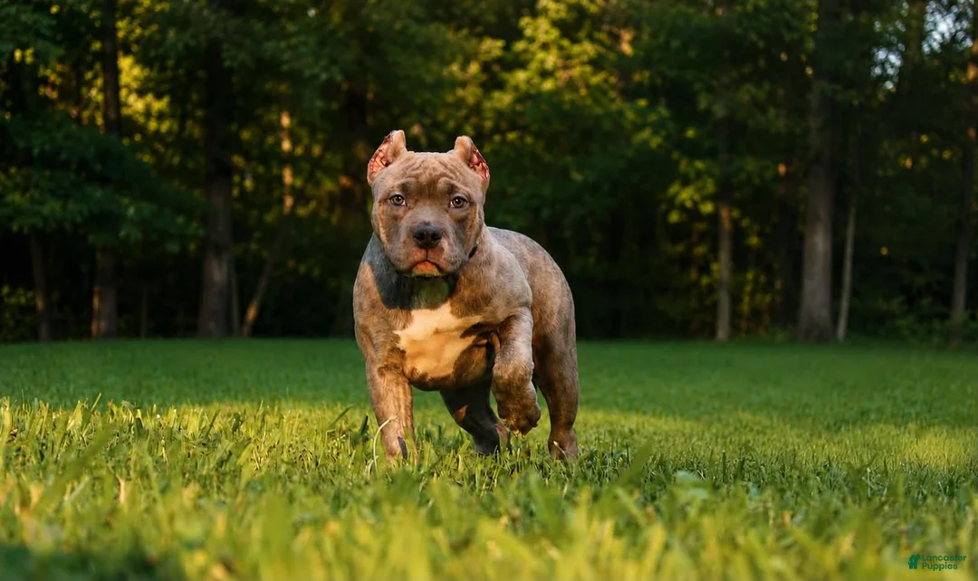 American Bully dogs for sale: Silvia  - Ad 1