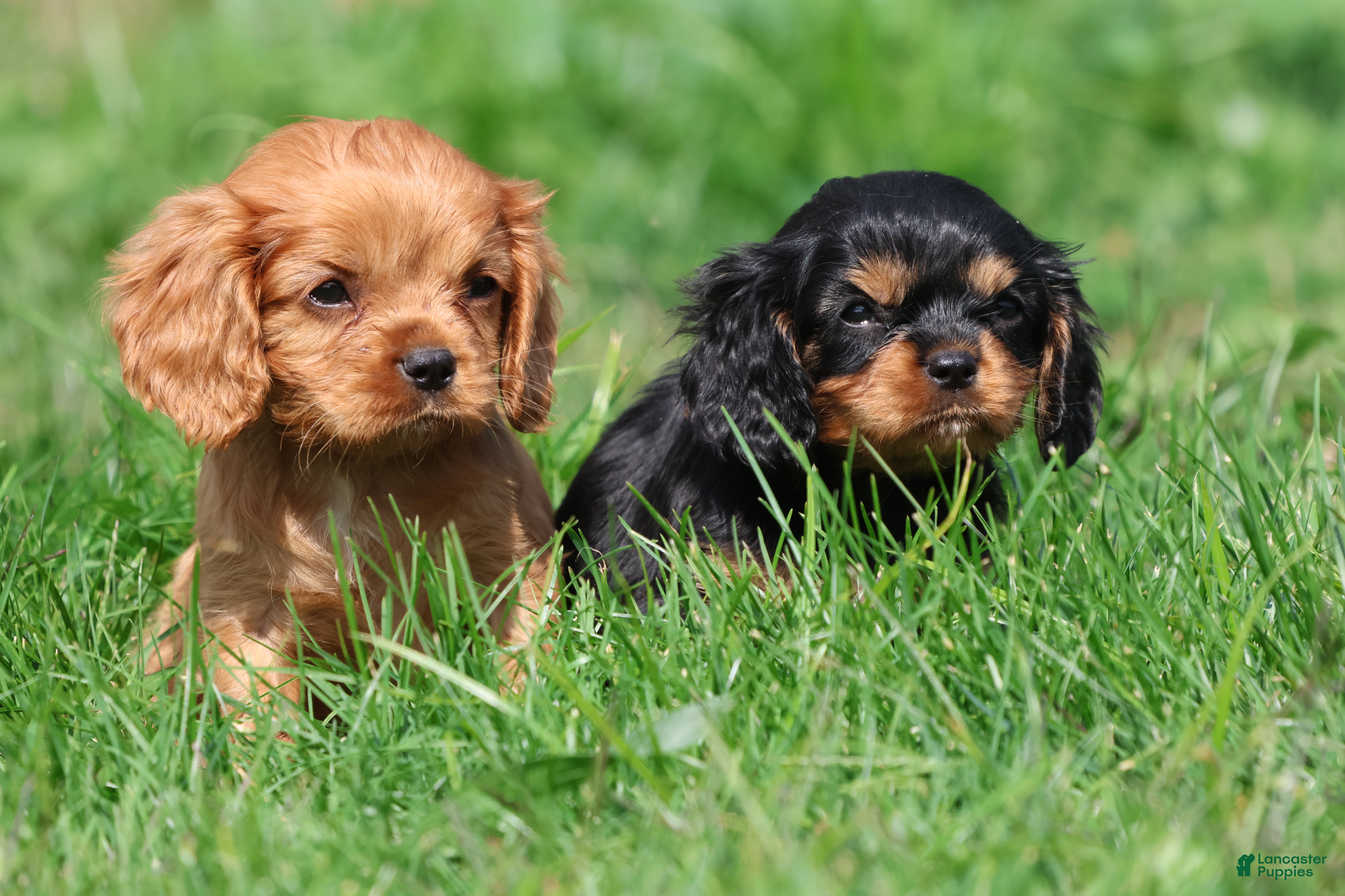Cavalier King Charles Spaniel dogs Stranton - Ad 2