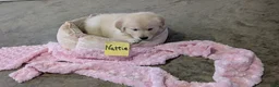 Golden Retriever dogs for sale: Nattie - Ad 1