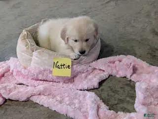 Golden Retriever dogs Nattie - Ad 5