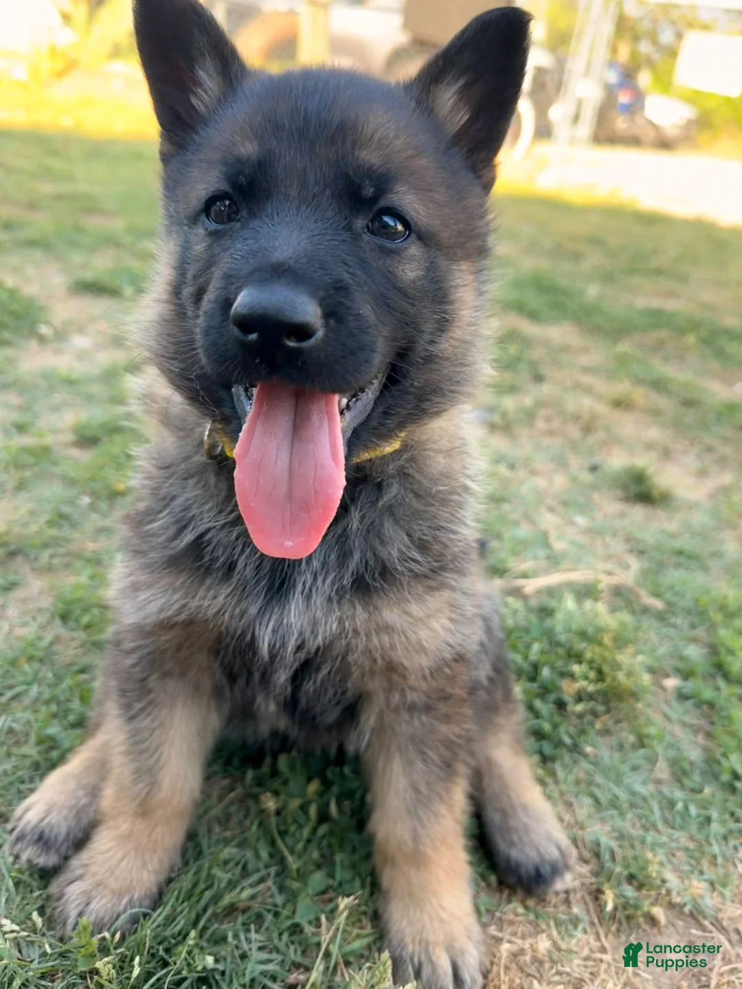 German Shepherd dogs for sale: Yellow - Ad 1