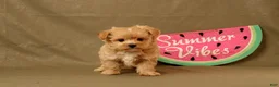 Maltipoo dogs for sale: Callum - Ad 2