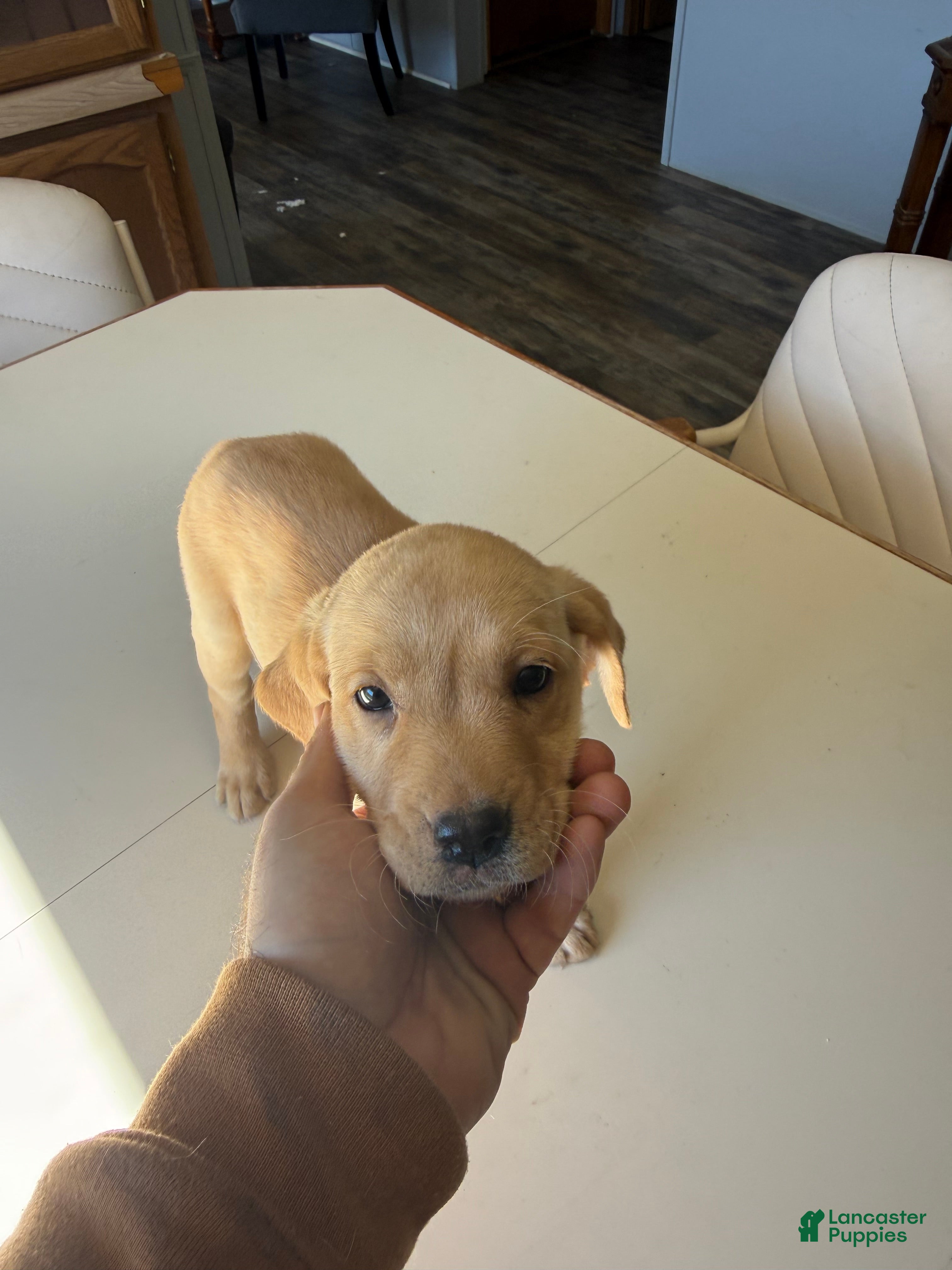 Labrador Retriever dogs Girl - Brown - Ad 8