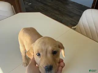 Labrador Retriever dogs Girl - Brown - Ad 8