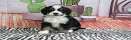 Mini Bernedoodle dogs for sale: Scout - Ad 1