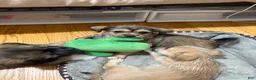 Mixed Breed dogs for sale: Stella - Ad 5
