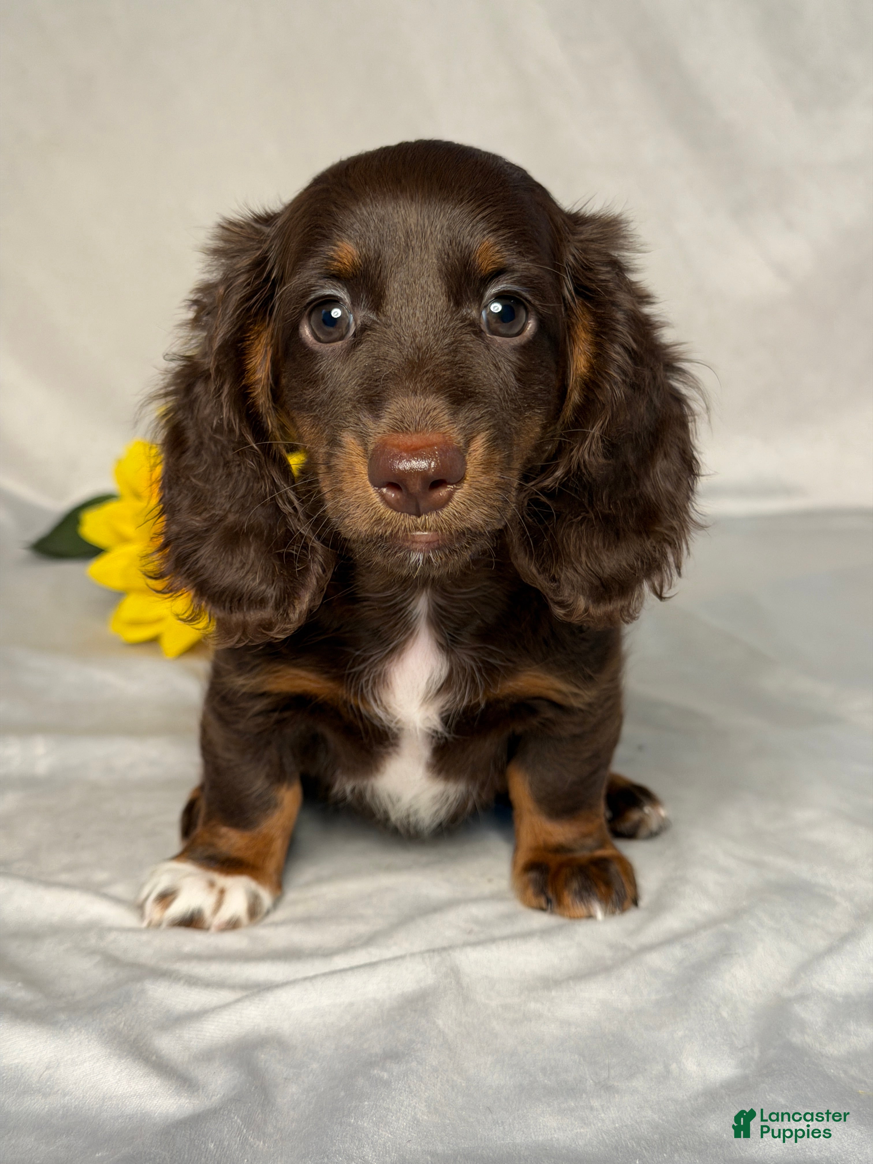 Miniature Dachshund dogs for sale: Grace - Ad 3