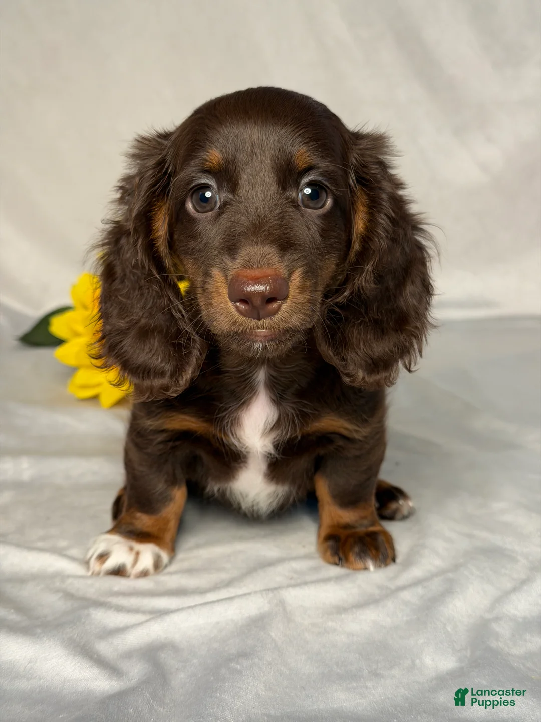 Miniature Dachshund dogs for sale: Grace - Ad 1