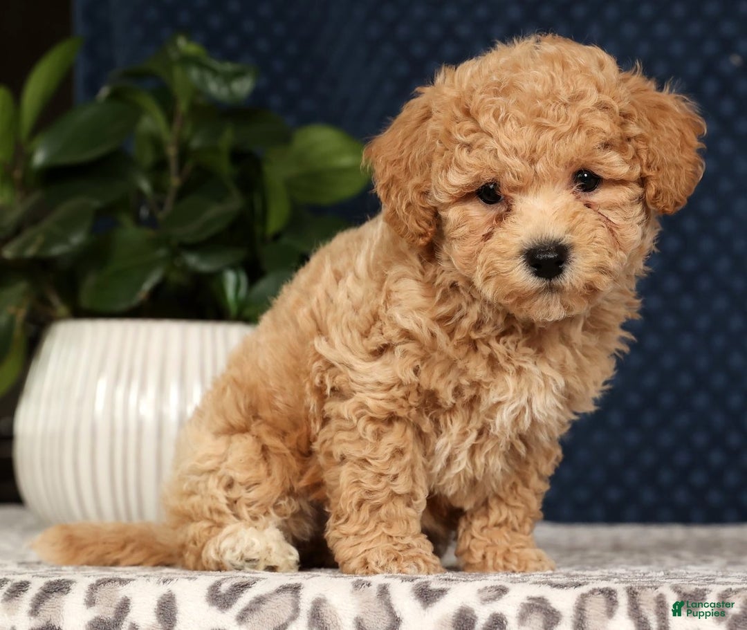 Bichpoo dogs for sale: Ringo - Ad 6