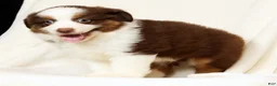 Miniature Australian Shepherd dogs for sale: Pepper - Ad 9