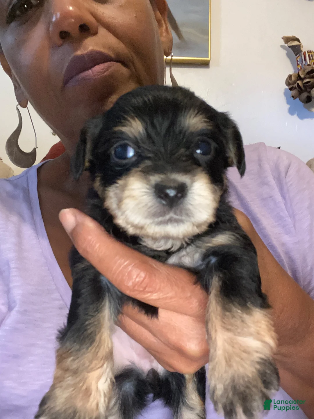 Shorkie dogs for sale: Penelope  - Ad 1