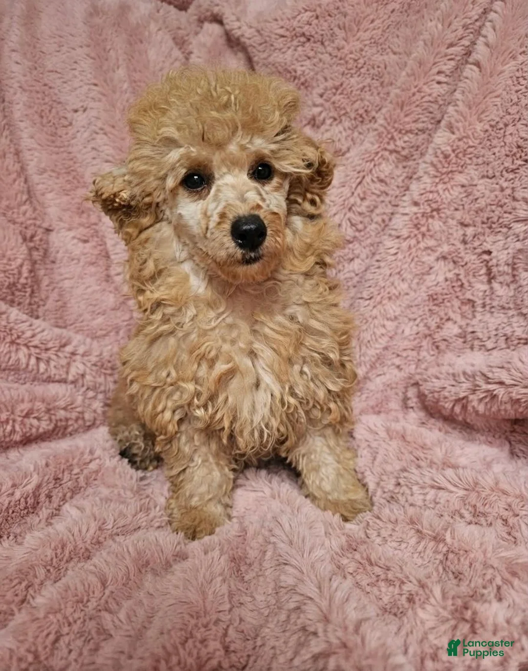 Miniature Poodle dogs for sale: Sunny -Potty Trained - Ad 3