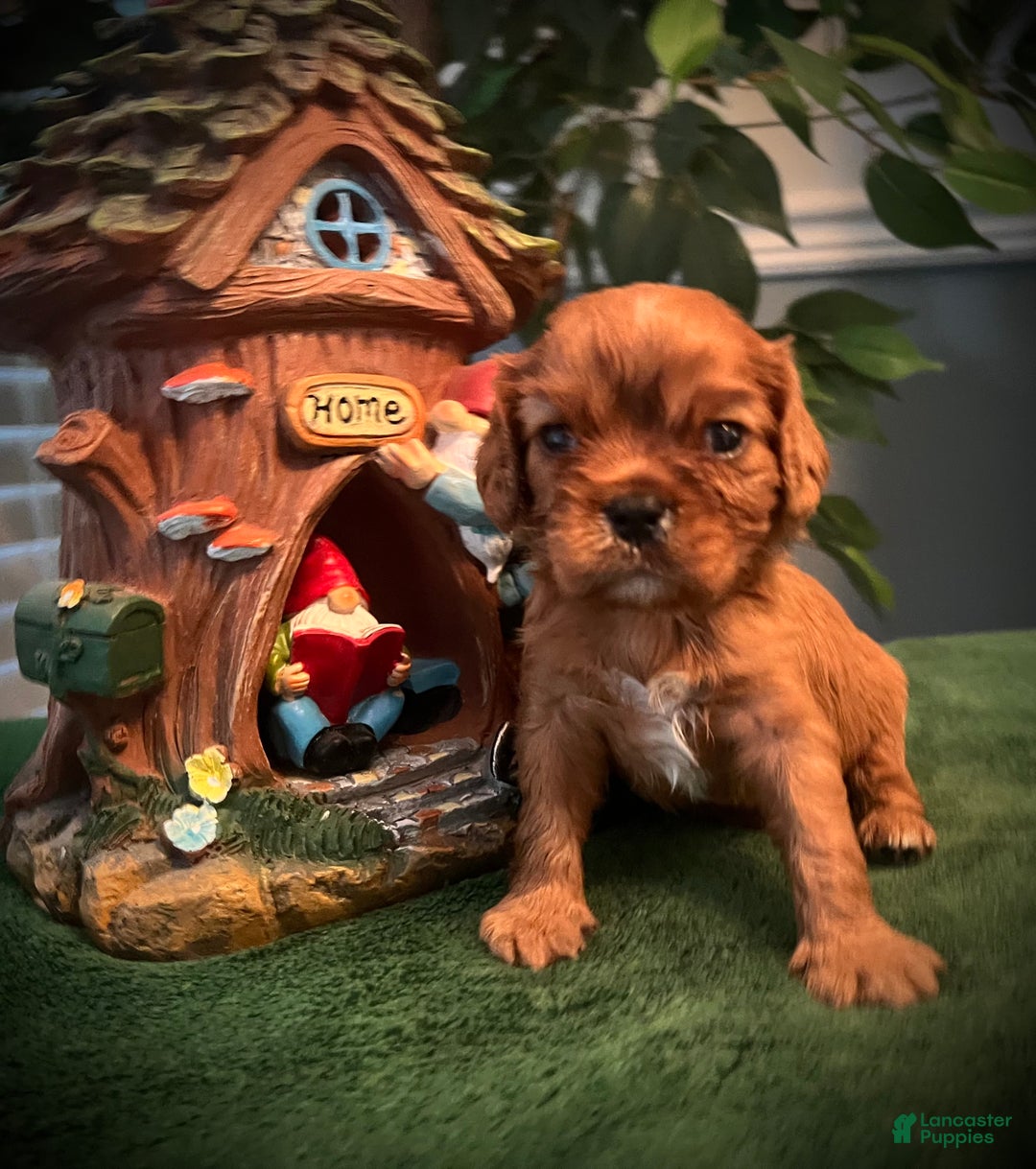 Cavalier King Charles Spaniel dogs for sale: Cavalier King Charles Spaniel Puppy 2- Dasher - Ad 9