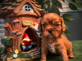 Cavalier King Charles Spaniel dogs Cavalier King Charles Spaniel Puppy 1- Cupid - Ad 10