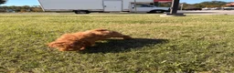 Toy Poodle dogs for sale: Wilbur - Ad 2