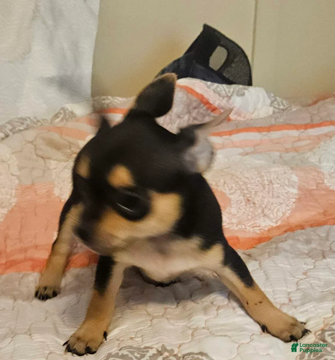 Chihuahua dogs for sale: Barry - Ad 2