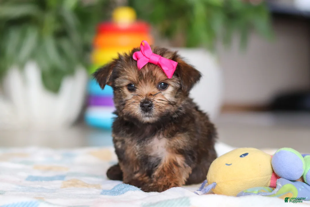 Morkie dogs for sale: Samantha - Ad 2