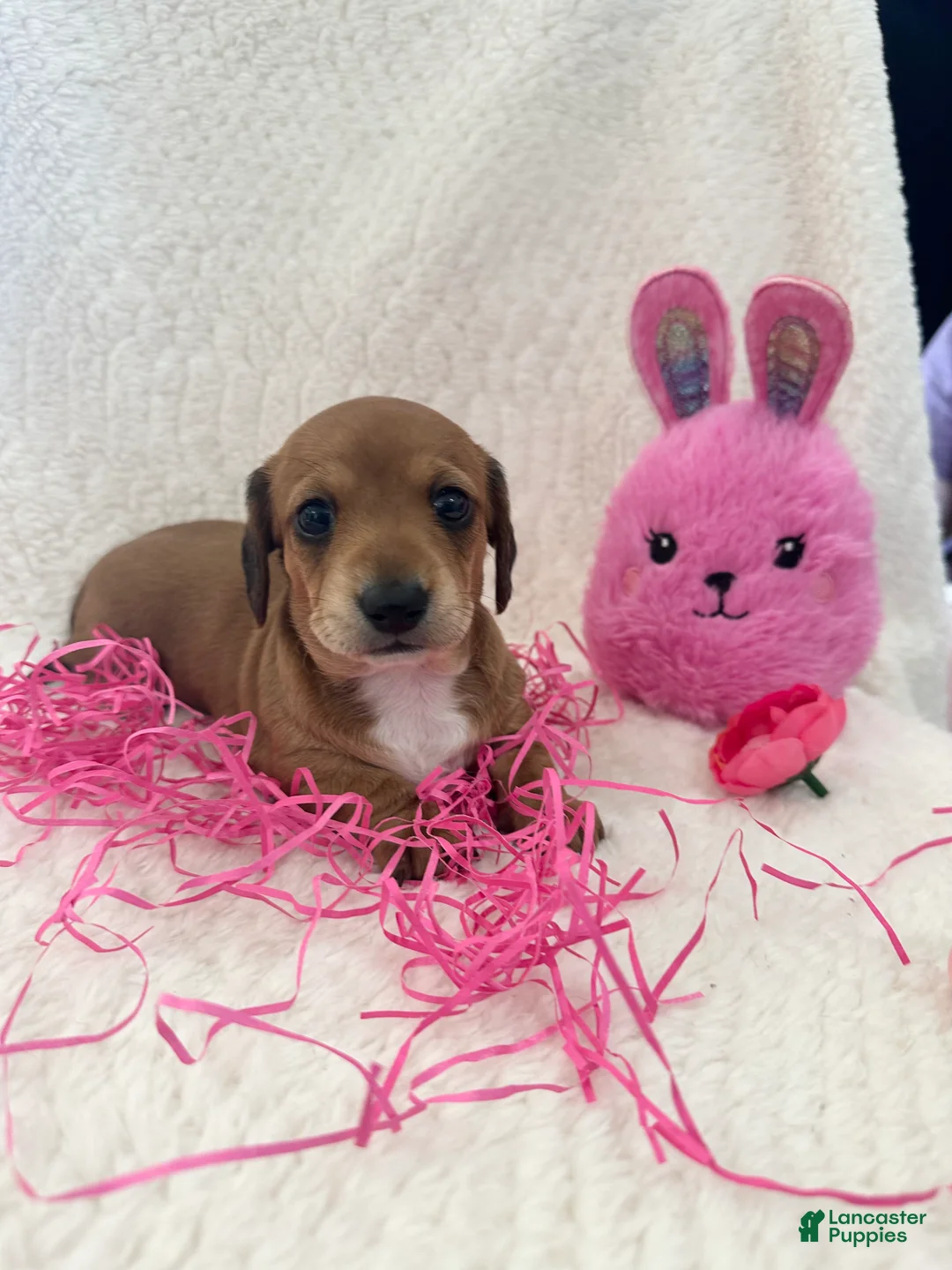 Dachshund dogs for sale: Dachshund Puppy 1 - Ad 2