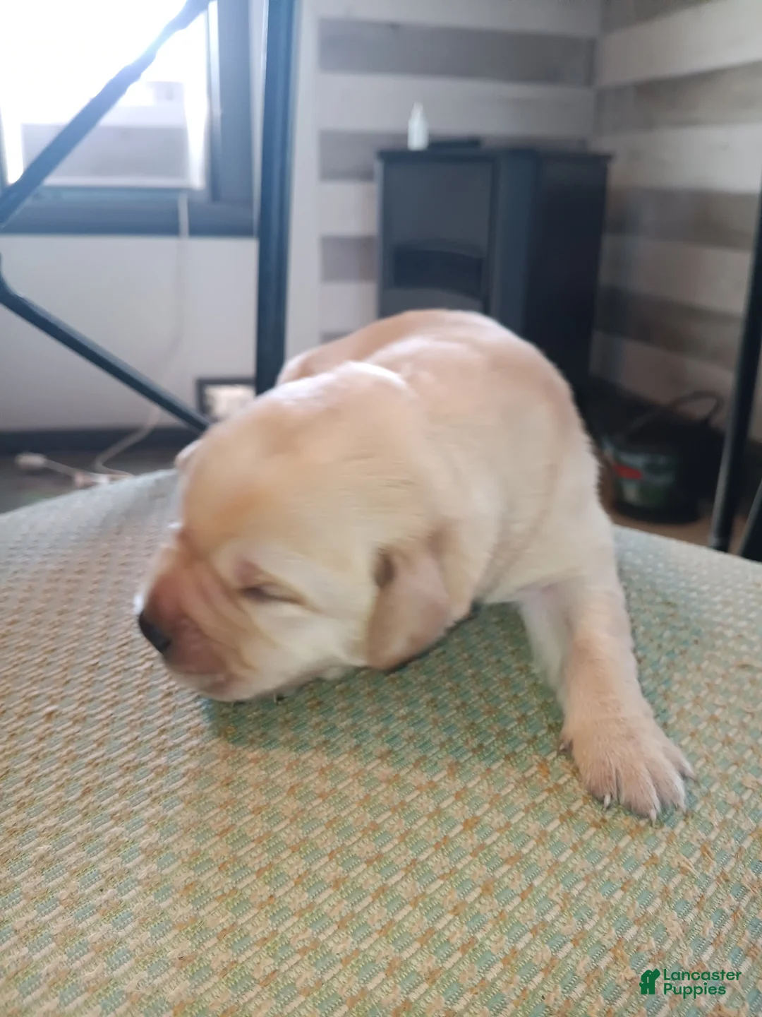 Labrador Retriever dogs for sale: Labrador Retriever Puppy 7 - Ad 1