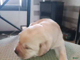 Labrador Retriever dogs Labrador Retriever Puppy 7 - Ad 4