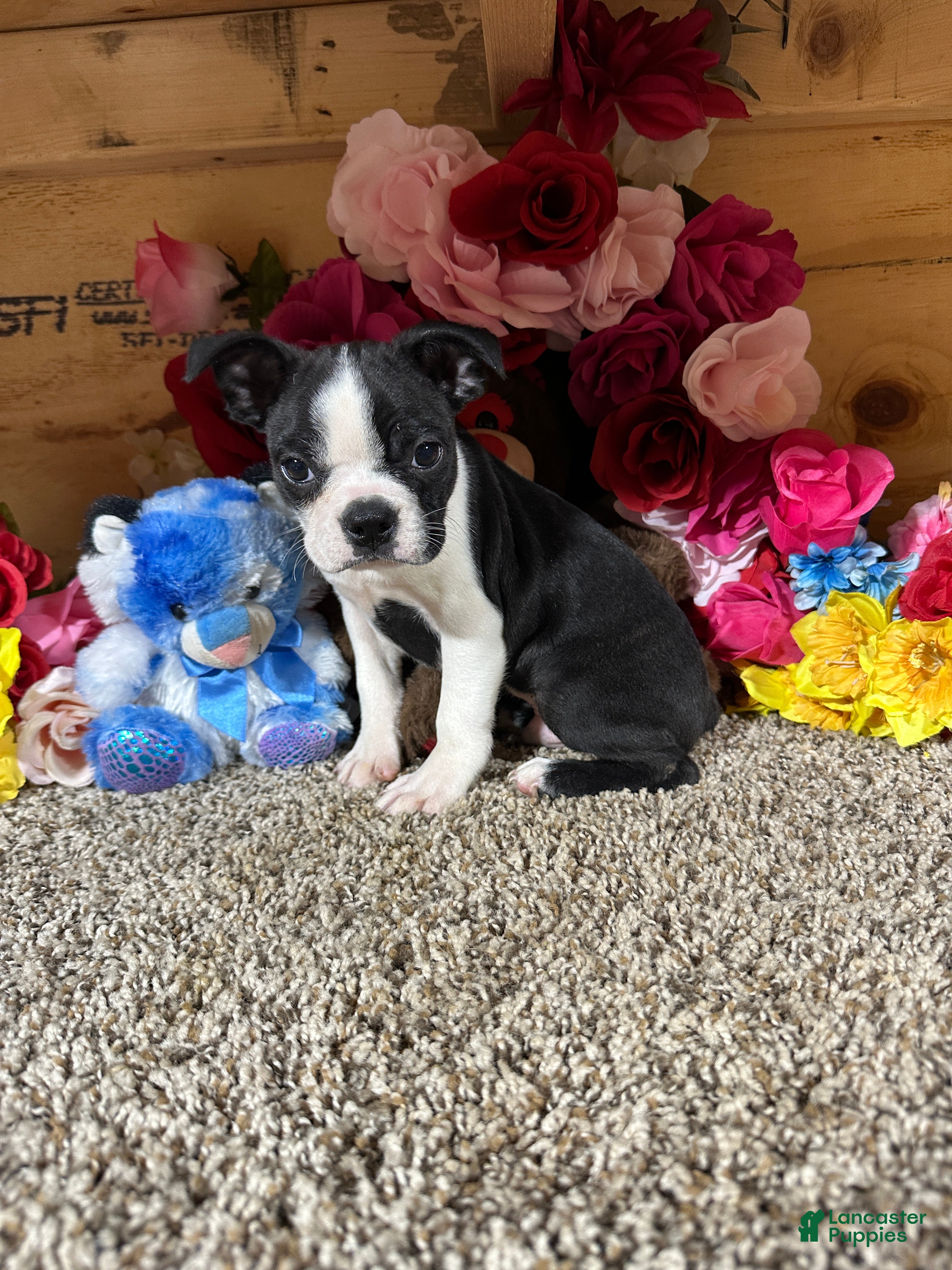 Boston Terrier dogs Boston Terrier 2 - Ad 2